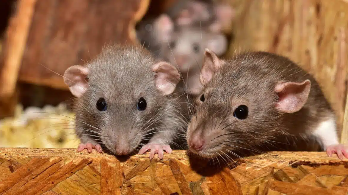 Comment se débarrasser définitivement de rats et souris ?